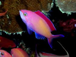 If not mistaken this is a Peach or Red fin anthias (&#979... by Tony Otion 